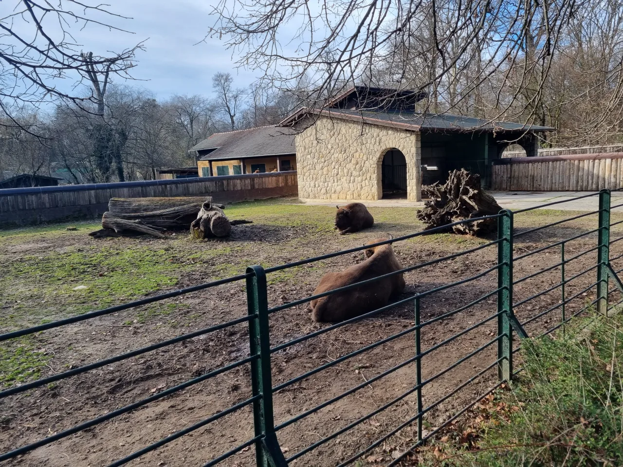 Европейский бизон