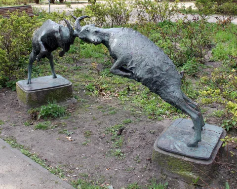 Борющиеся козы