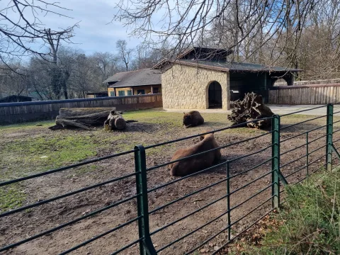 Европейский бизон